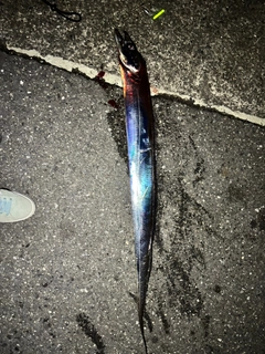 タチウオの釣果