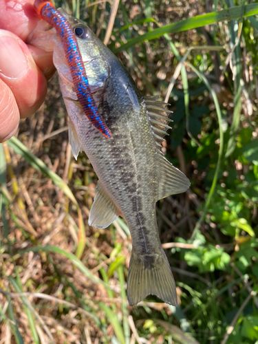 ラージマウスバスの釣果