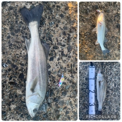 セイゴ（マルスズキ）の釣果