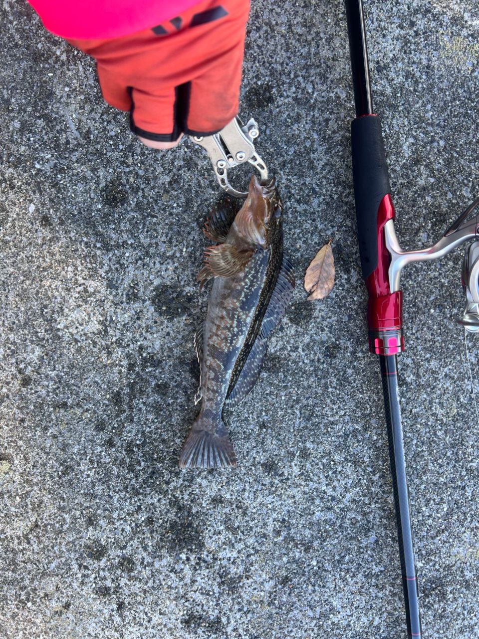 DAIWA 21HRF® (ハードロックフィッシュ) エア 75ML-S・Nの最安値