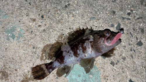 ムラソイの釣果