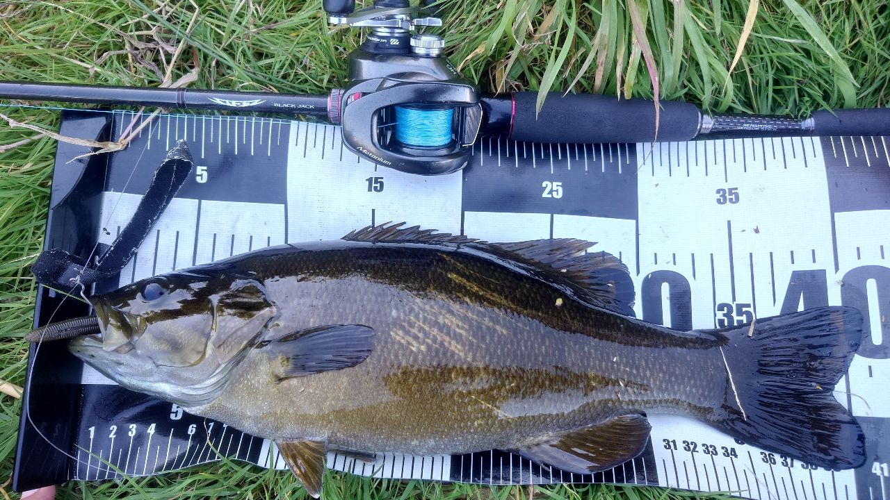 スモールマウスバス