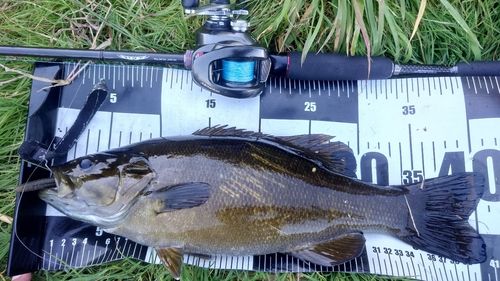 スモールマウスバスの釣果