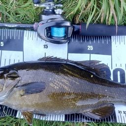 スモールマウスバス