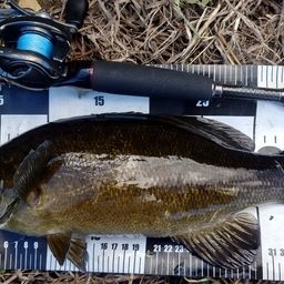 スモールマウスバス