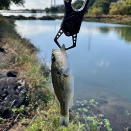 ラージマウスバス