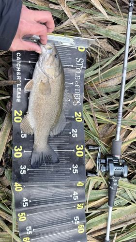 スモールマウスバスの釣果
