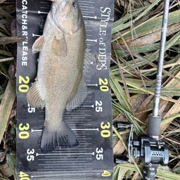 スモールマウスバス