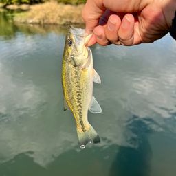 ラージマウスバス