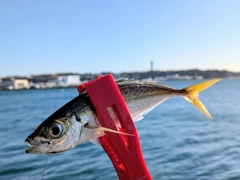 マアジの釣果