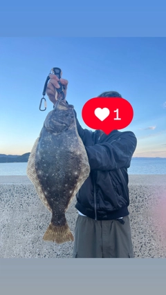 ヒラメの釣果