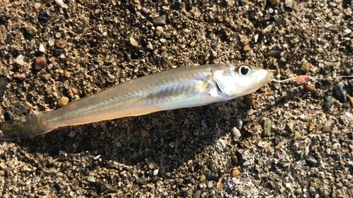 シロギスの釣果