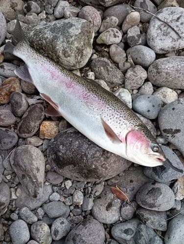 ニジマスの釣果