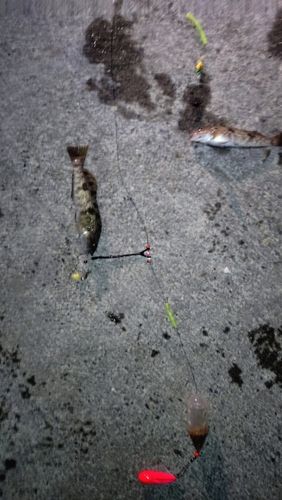 アイナメの釣果