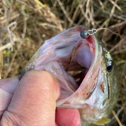 ラージマウスバス