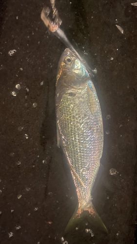 コノシロの釣果