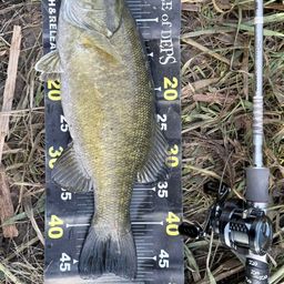 スモールマウスバス