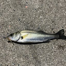 セイゴ（ヒラスズキ）