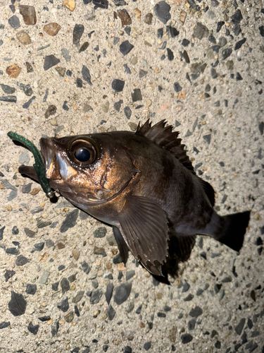 シロメバルの釣果