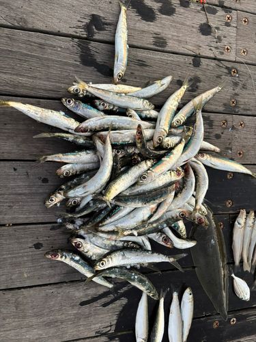 ウルメイワシの釣果