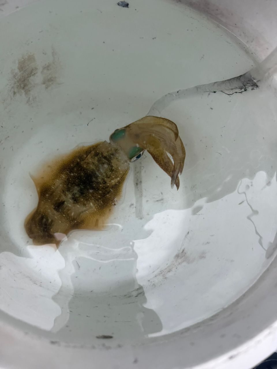 湘南の風来坊さんの釣果 2枚目の画像