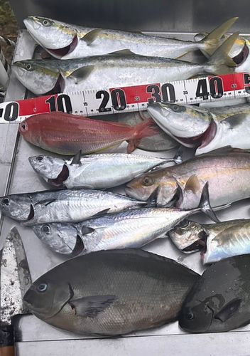 イトヨリダイの釣果