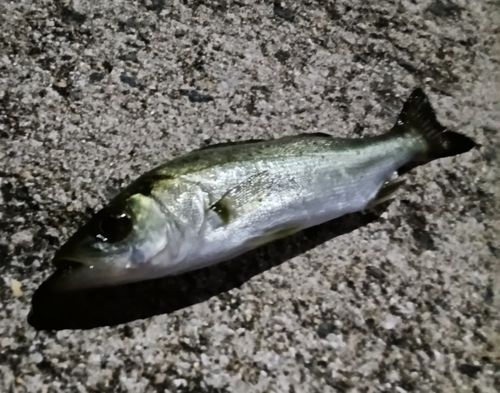 セイゴ（マルスズキ）の釣果