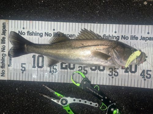 シーバスの釣果