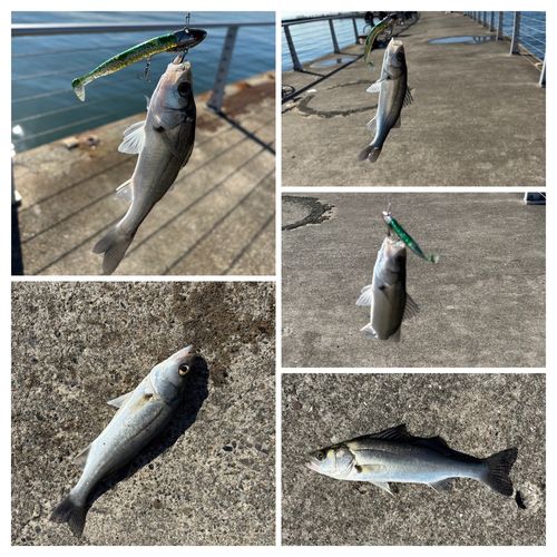 シーバスの釣果