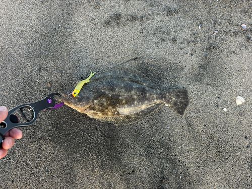 ヒラメの釣果
