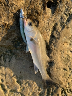 セイゴ（マルスズキ）の釣果