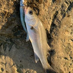 セイゴ（マルスズキ）