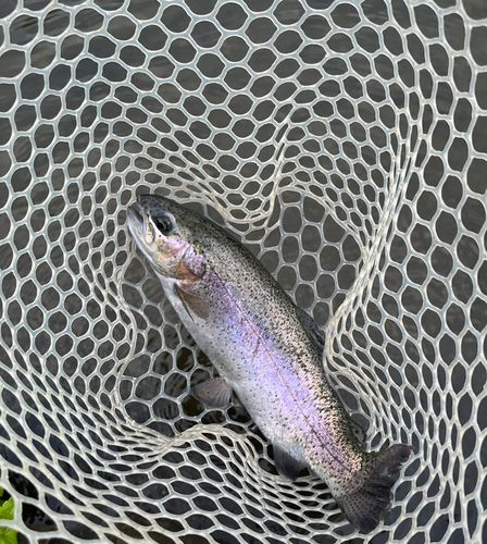 ベリーパーク in FISH ON! 王禅寺