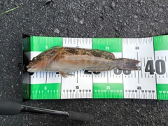 アイナメの釣果