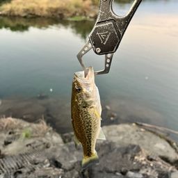 ラージマウスバス