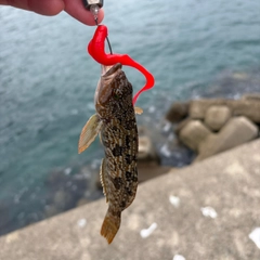 アイナメの釣果