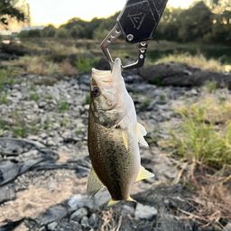 ラージマウスバス