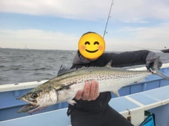 サワラの釣果