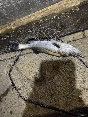 船橋港親水公園