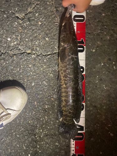 ライギョの釣果