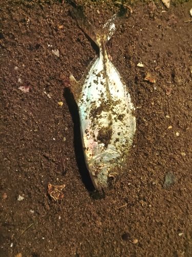 三陸海岸（青森）