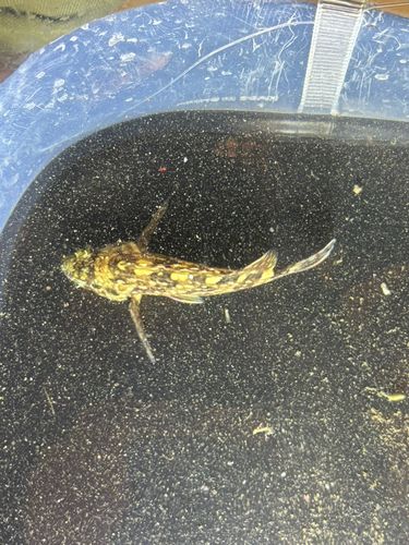 新舞子マリンパーク