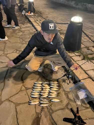 アジの釣果