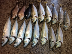 サバの釣果