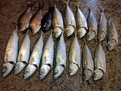 サバの釣果