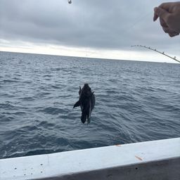 クロスズメダイ