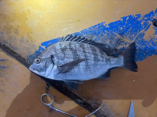 大黒海づり施設