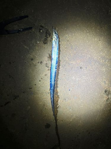 タチウオの釣果