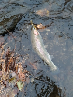 ニジマスの釣果