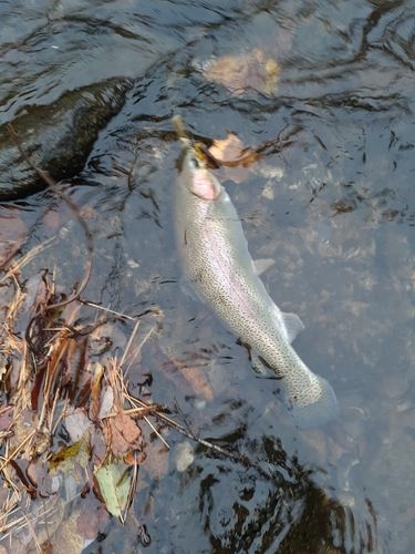 ニジマスの釣果